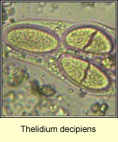 Thelidium decipiens
