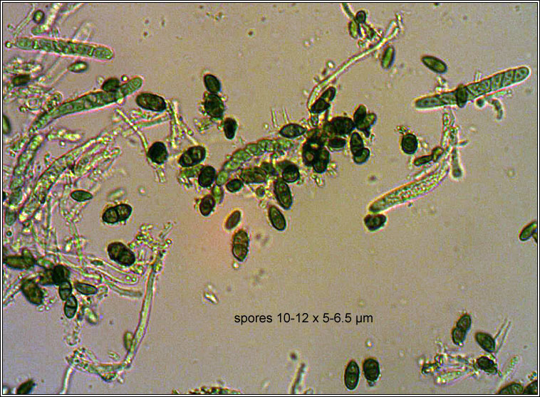 Calicium glaucellum, spores