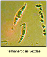 Fellhaneropsis vezdae