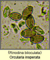 Orcularia insperata (Rinodina biloculata)
