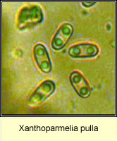 Xanthoparmelia pulla, spores