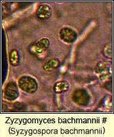 Syzygospora bachmannii