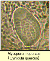 Mycoporum quercus (Cyrtidula quercus)