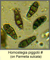 Homostegia piggotii