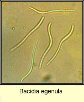 Bacidia egenula