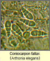 Coniocarpon fallax (Arthonia elegans)