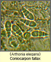 Coniocarpon fallax (Arthonia elegans)