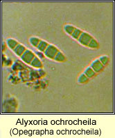 Alyxoria ochrocheila (Opegrapha ochrocheila)