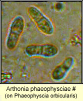 Arthonia phaeophysciae