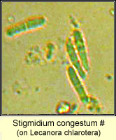 Stigmidium congestum