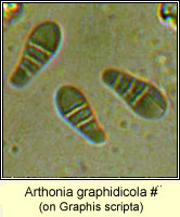 Arthonia graphidicola