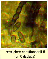 Intralichen christiansenii