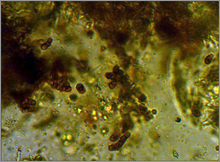 Intralichen christiansenii, conidia