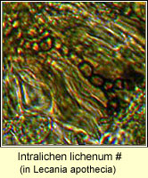 Intralichen lichenum