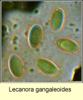 Lecanora gangaleoides