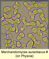Erythricium aurantiacum (Marchandiomyces aurantiacus)