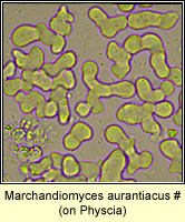 Marchandiomyces aurantiacus