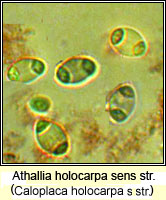 Athallia holocarpa (Caloplaca holocarpa)