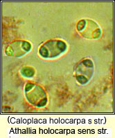 Athallia holocarpa (Caloplaca holocarpa)