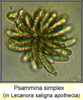 Psammina simplex