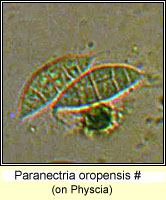 Paranectria oropensis