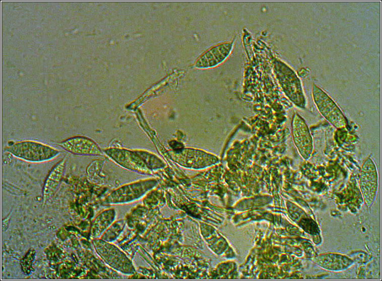Paranectria oropensis