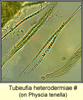 Tubeufia heterodermiae