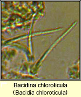 Bacidina chloroticula (Bacidia chloroticula)
