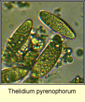 Thelidium pyrenophorum