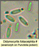 Didymocyrtis foliaceiphila (Phoma foliaceiphila)