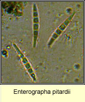 Enterographa pitardii