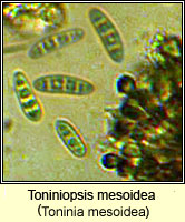 Toniniopsis mesoidea (Toninia mesoidea)