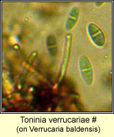 Toninia verrucariae