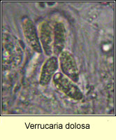 Verrucaria dolosa