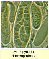 Arthopyrenia cinereopruinosa