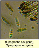 Gyrographa saxigena (Opegrapha saxigena)