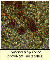 Hymenelia epulotica