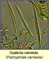 Gyalecta carneola (Pachyphiale carneola)