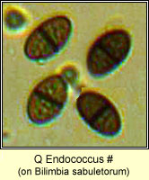 Q Endococcus