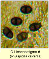 Q Lichenostigma