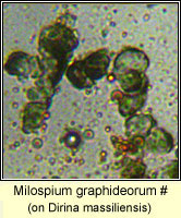 Milospium graphideorum