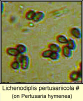 Laeviomyces pertusariicola 