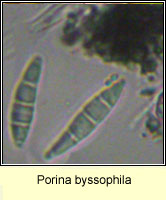 Porina byssophila
