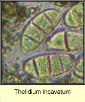 Thelidium incavatum