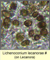 Lichenoconium lecanorae