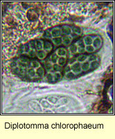 Diplotomma chlorophaeum