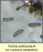 Toninia subfuscae