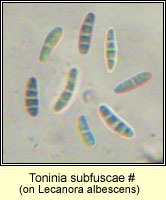 Toninia subfuscae