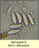 Verrucaria Q