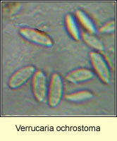 Verrucaria ochrostoma